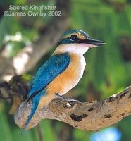 Sacred Kingfisher - Todirhamphus sanctus