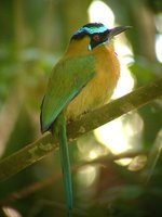 Blue-crowned Motmot - Momotus momota