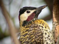 Green-barred Woodpecker - Colaptes melanochloros