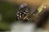 Spot-backed Antbird - Hylophylax naevius