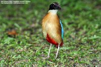 Blue-winged Pitta - Pitta moluccensis