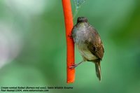 Cream-vented Bulbul - Pycnonotus simplex