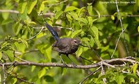 Indian Robin - Saxicoloides fulicata