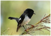 Tomtit - Petroica macrocephala