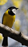 Golden Whistler - Pachycephala pectoralis