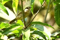 Brown-cheeked Fulvetta - Alcippe poioicephala