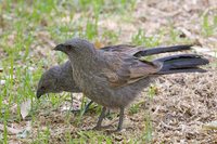 Apostlebird - Struthidea cinerea