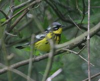 Magnolia Warbler - Dendroica magnolia