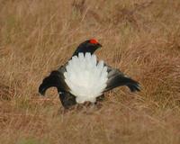 Black Grouse