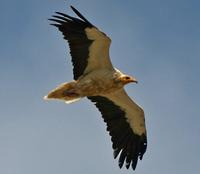 Egyptian Vulture