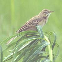 Richard's Pipit