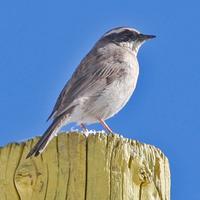 Brown Accentor