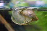 물달팽이 물 흡입