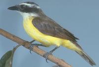 Great Kiskadee