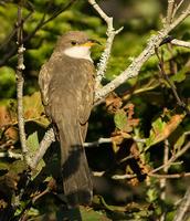 Yellow-billed Cuckoo