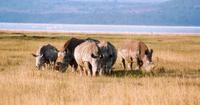 Breitmaulnashörner/ white rhinos