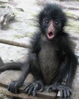 White-fronted Spider Monkey, Ateles belzebuth