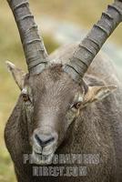Alpine ibex ( Capra ibex ) stock photo
