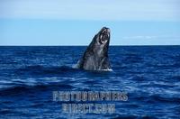 Right Southern Whale in Peninsula Valdes ( Eubalaena Australis ) , Province of Chubut , Patagoni...