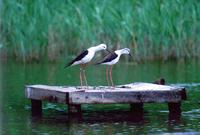 Black-winged Stilt