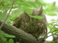 Oriental Scops-Owl Otus sunia 1-2 in The Magic Wood showed very well.