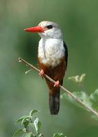 Gray-headed Kingfisher p.222