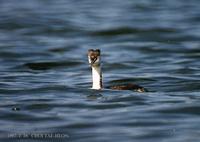 뿔논병아리 Great Crested Grebe Podiceps cristatus