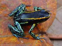 Hyloxalus azureiventris formerly known as Cryptophyllobates azureiventris