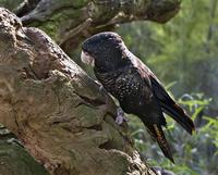 Yellow-taled Black-Cockatoo