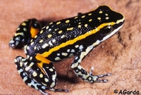 : Ameerega flavopicta