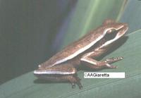 : Hypsiboas caingua