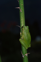 : Hypsiboas pulchellus