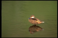 : Anas bahamensis; White-cheeked Pintail