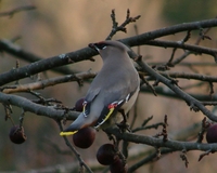 : Bombycilla garrulus; Bohemian Waxwing