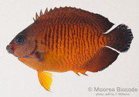 : Centropyge bispinosa