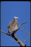 : Necrosyrtes monachus pileatus; Hooded Vulture