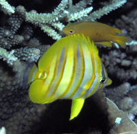 : Chaetodon rainfordi; Rainford's Coralfish