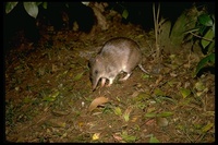 : Perameles nasuta; Long-nosed Bandicoot