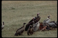 : Trigonoceps occipitalis; White-headed Vulture