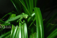 : Varanus prasinus; Emerald Tree Monitor