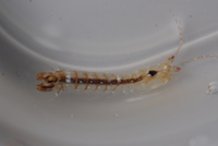 : Chorisquilla excavata