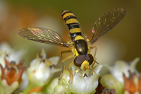 : Sphaerophoria sp.; Hover Fly