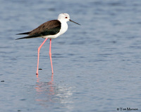 Black-winged Stilt