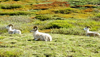 Dall Sheep. Copyright Borderland Tours. All rights reserved.