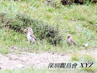 Pseudopodoces humilis Hume's Ground Jay 褐背擬地鴉 068-039