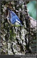 Sitta villosa Chinese Nuthatch 黑頭鳾 086-036