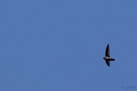 Himalayan Swiftlet Aerodramus brevirostris