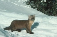 고산족제비 Mustela altaica Mountain Weasel