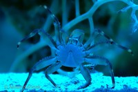 Percnon gibbesi - Nimble Spray Crab