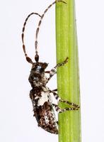 Pogonocherus fasciculatus